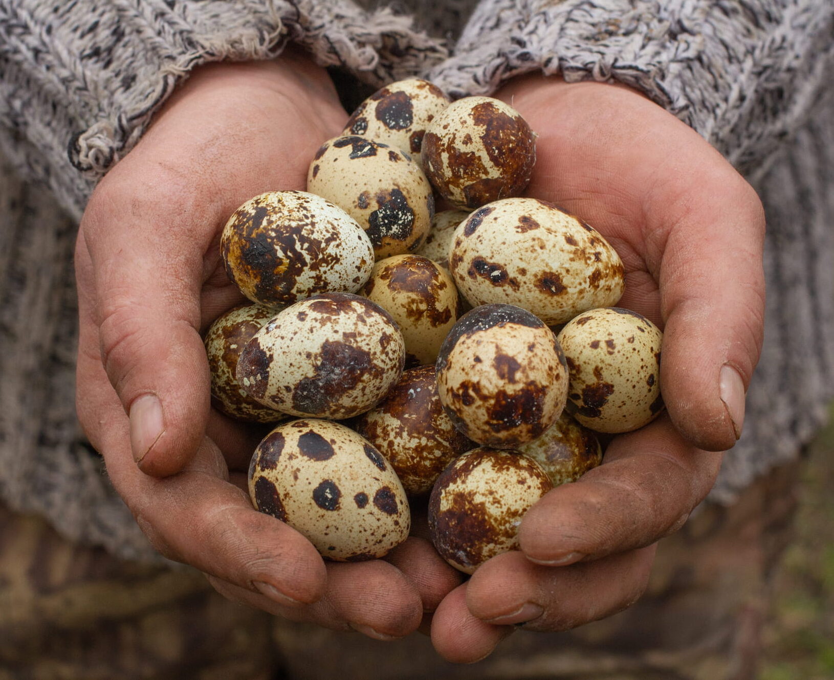 Holding Quail Eggs min