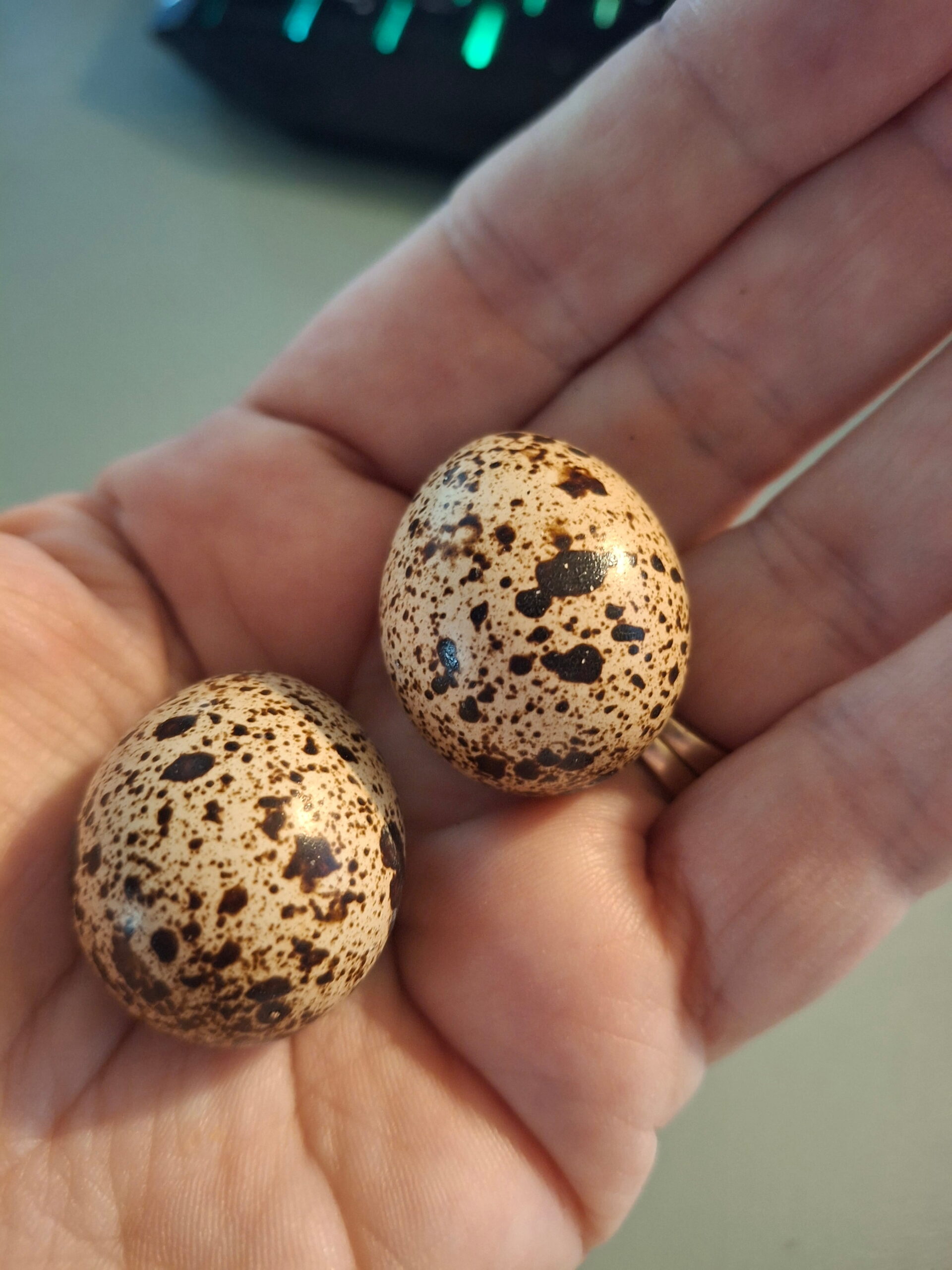 Our first quail eggs