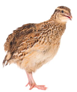 Single Coturnix Quail Bird