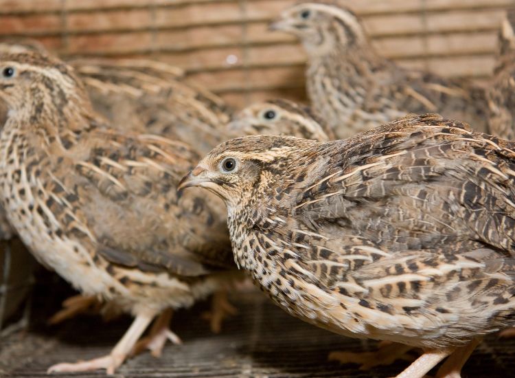breeder sets of quail