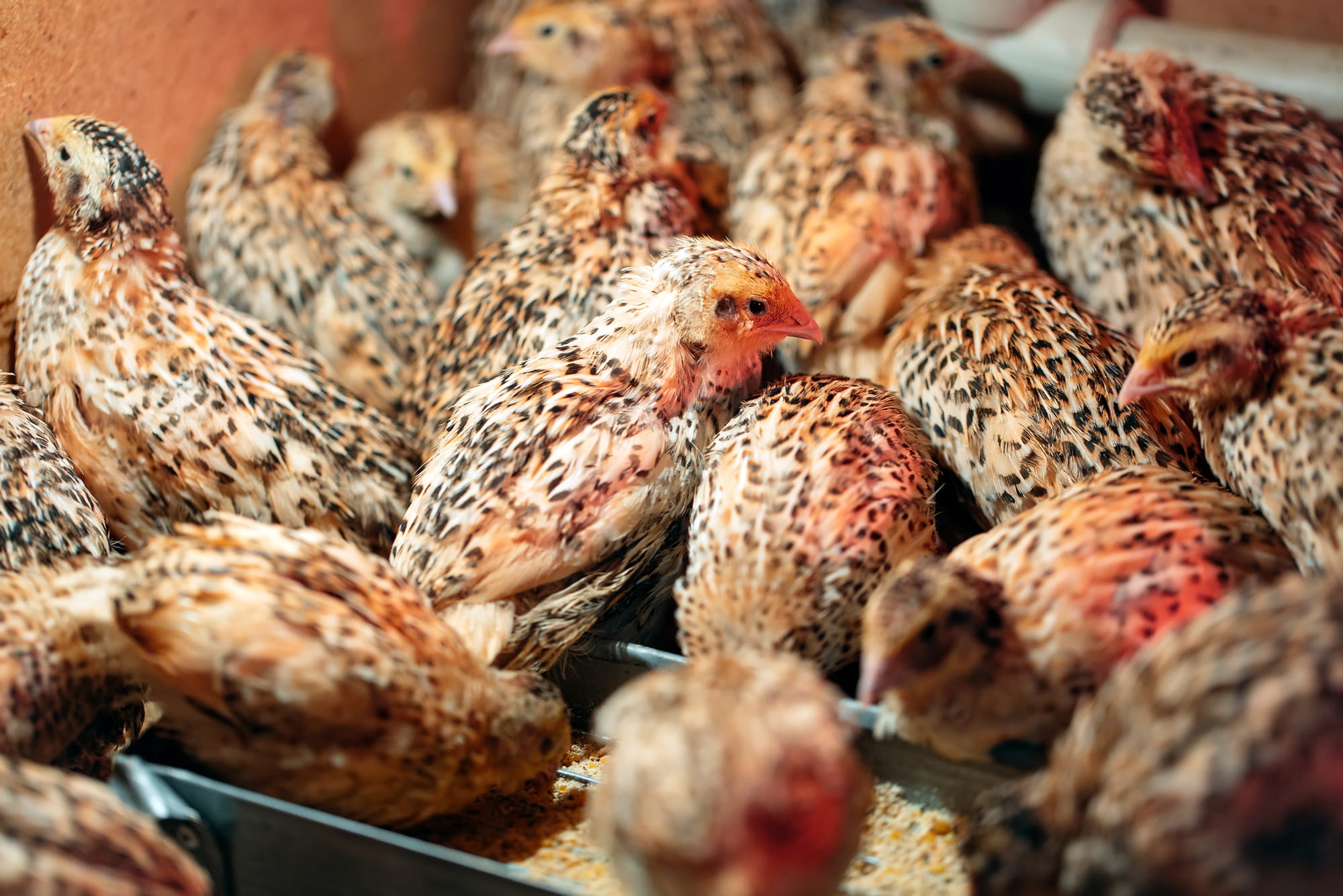 conturnix from cumberland quail min conturnix from cumberland quail